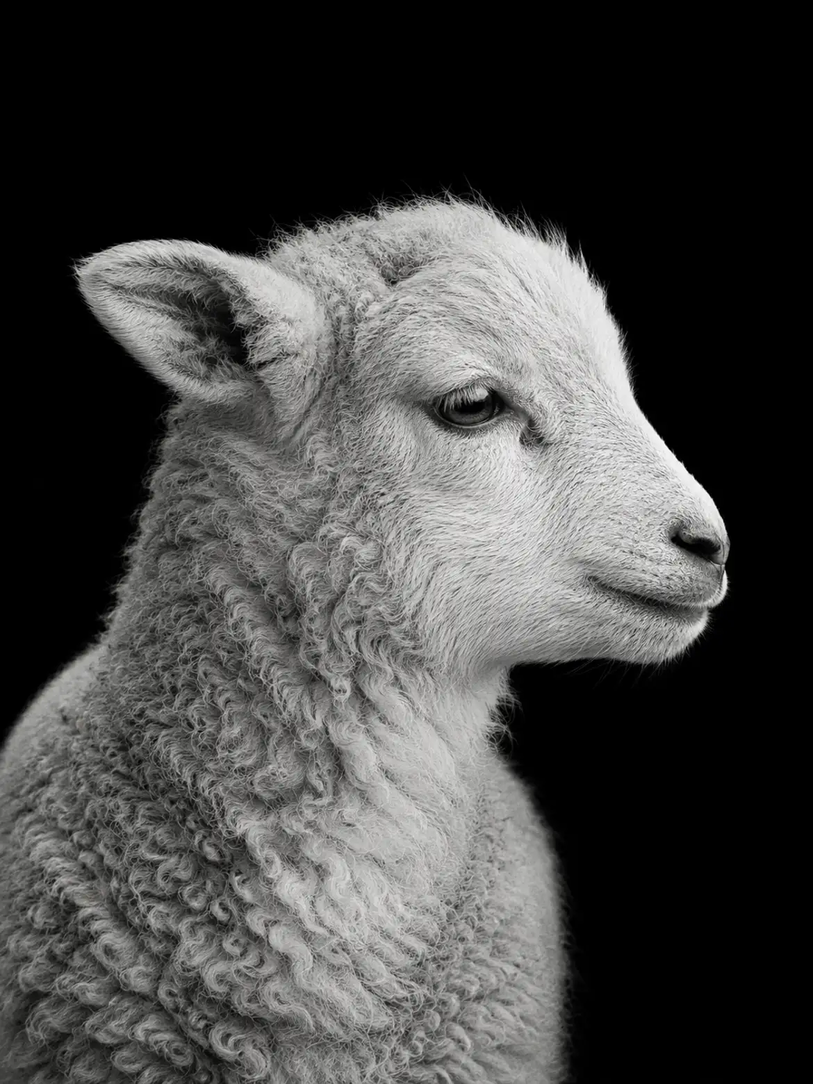 A lamb in profile, warmly lit, facing the laptop from the left