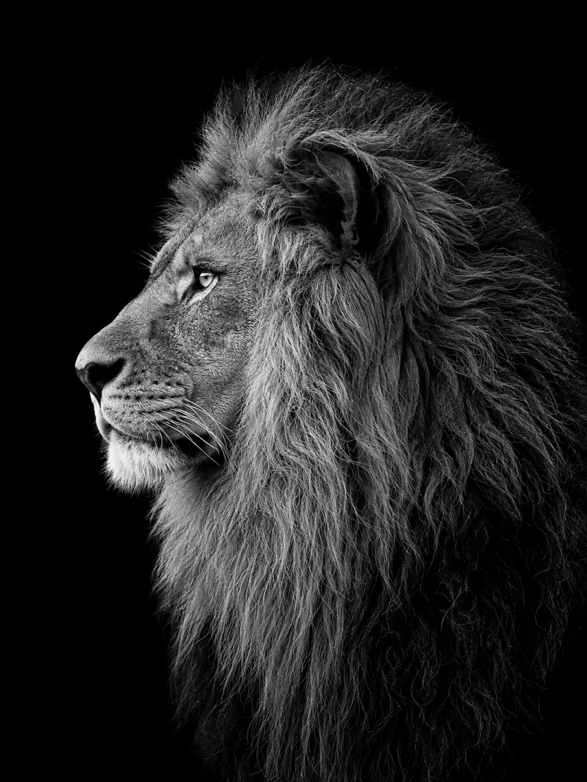 A lion in profile, golden-lit, facing the laptop from the right